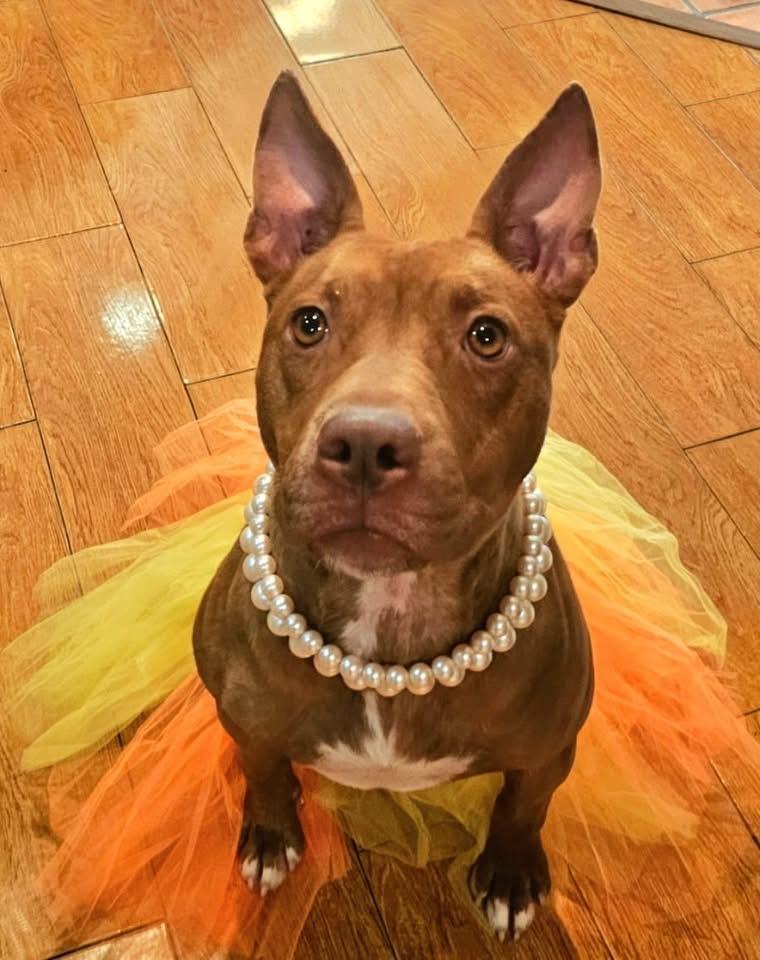Candi Girl Pit Bull Terrier Dog