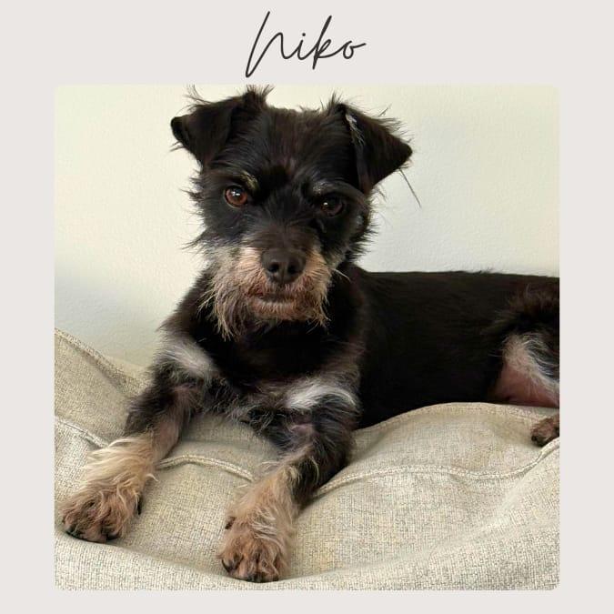 NIKO, adopted, Adult Male Yorkshire Terrier.
