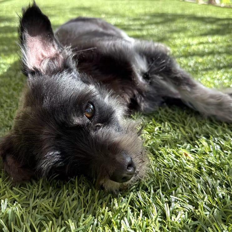 Enlarge NIKO, an adopted mixed breed in San Juan Capistrano, CA image 3/4