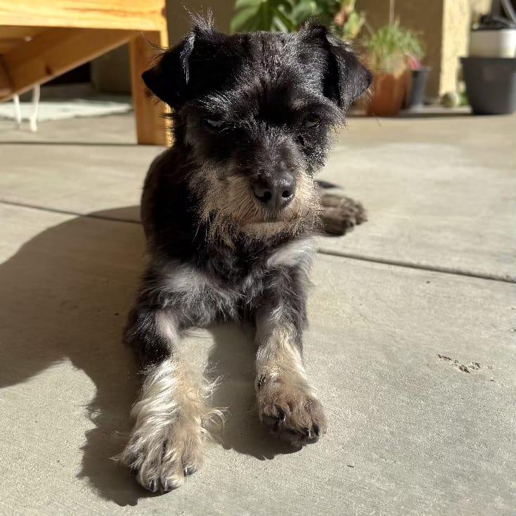 Enlarge NIKO, an adopted mixed breed in San Juan Capistrano, CA image 4/4