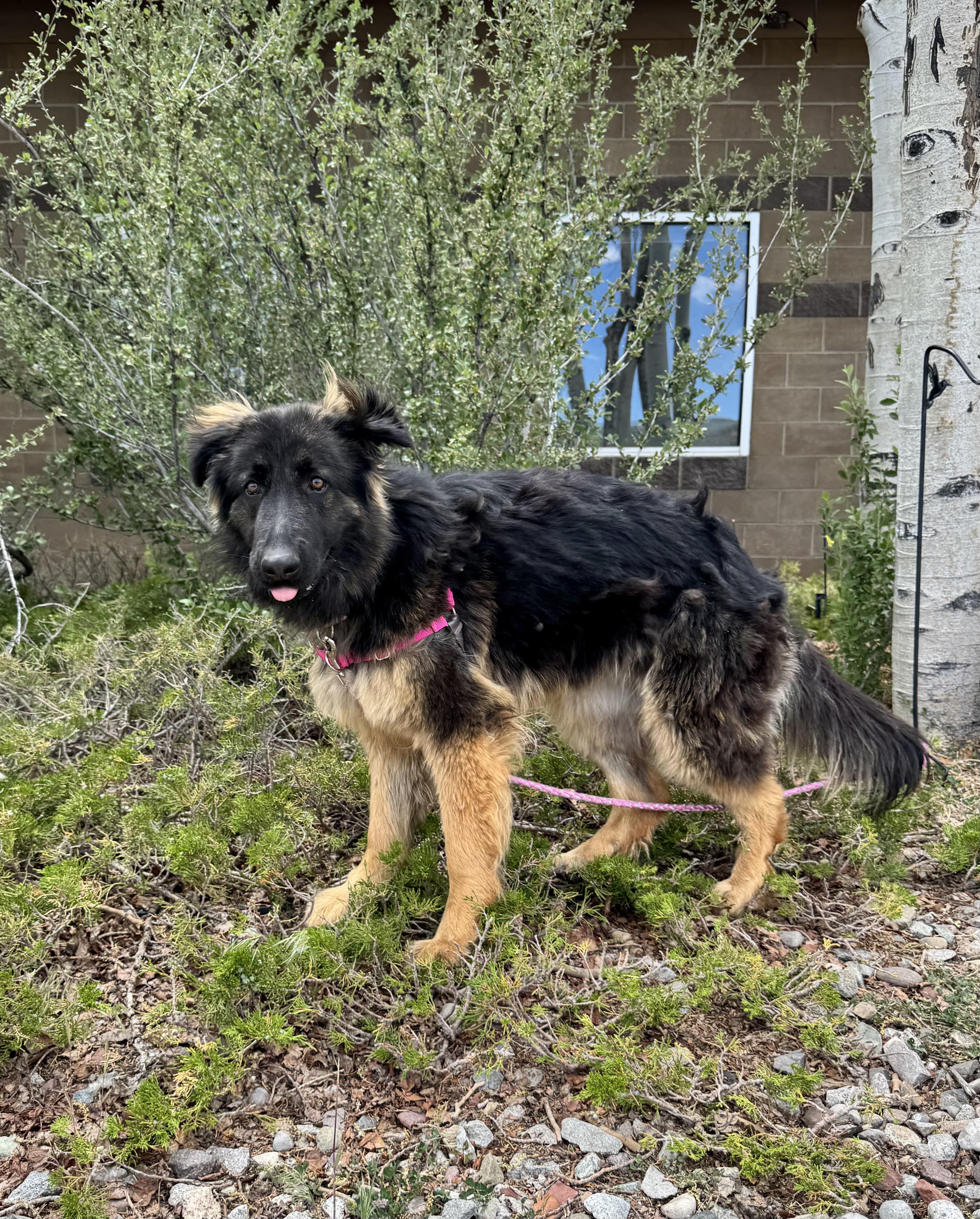 Mocha, a ADOPTABLE mixed breed in Eagle, CO image 3/5