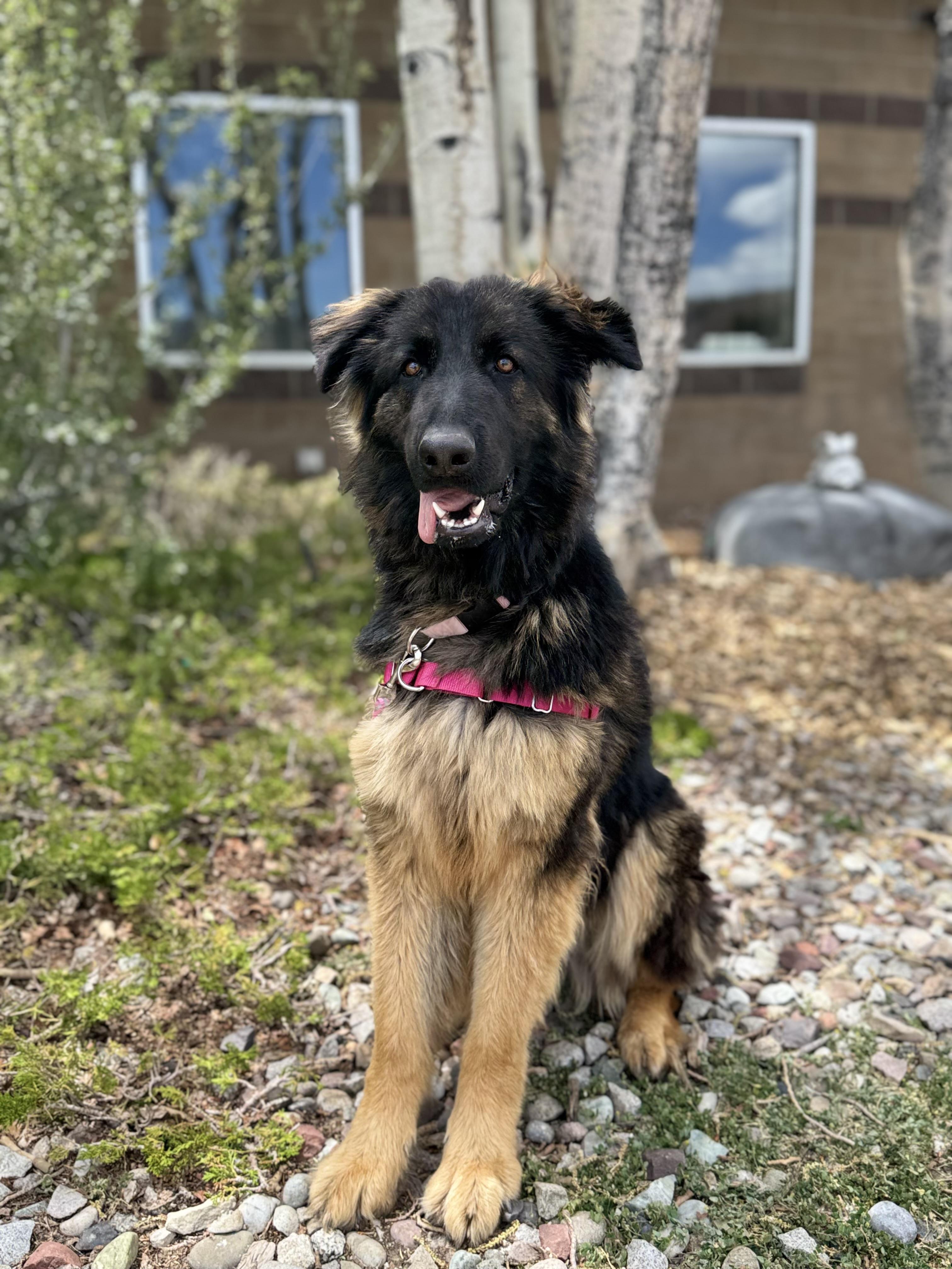 Mocha, a ADOPTABLE mixed breed in Eagle, CO image 4/5