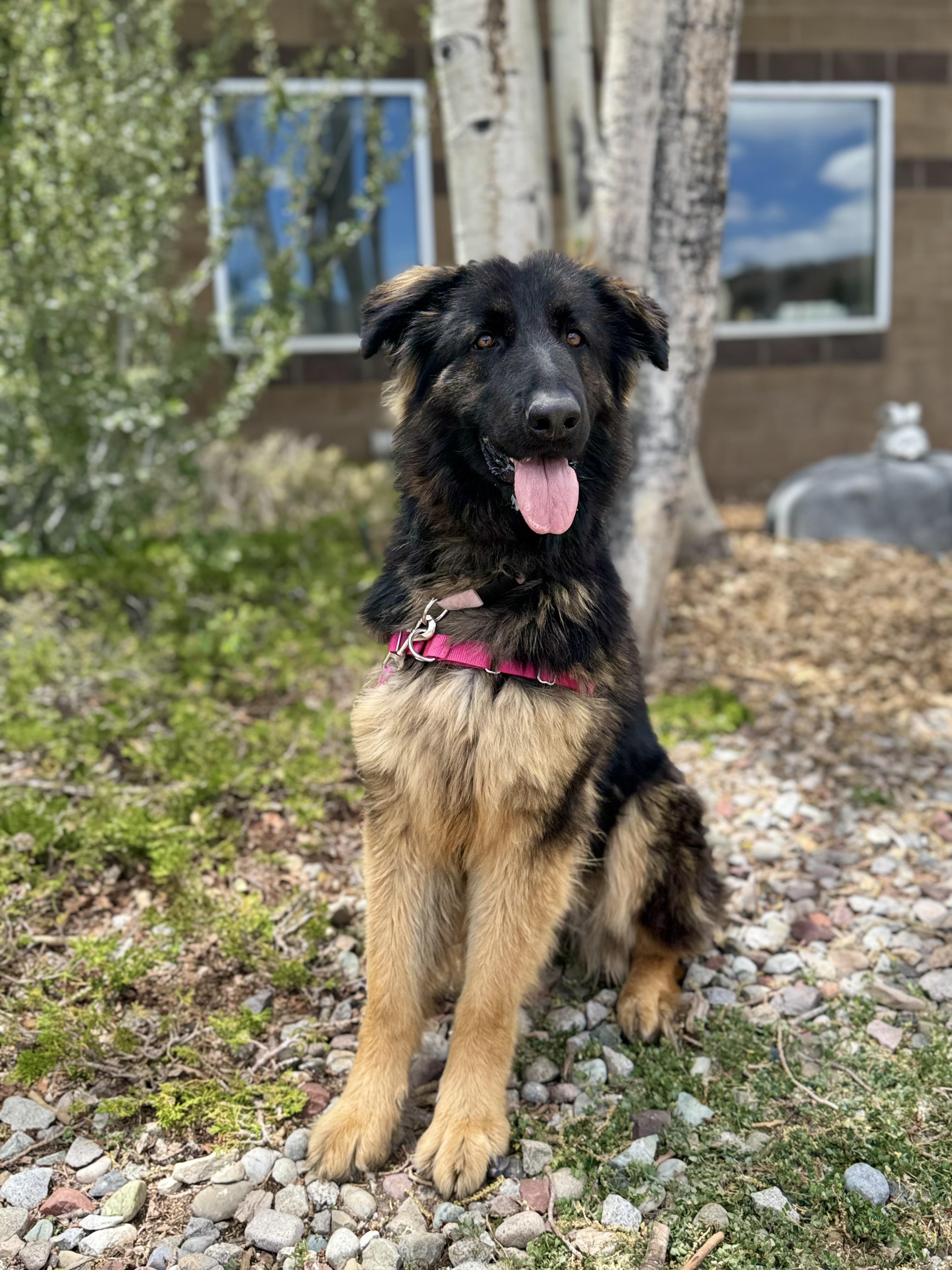 Mocha, a ADOPTABLE mixed breed in Eagle, CO image 5/5