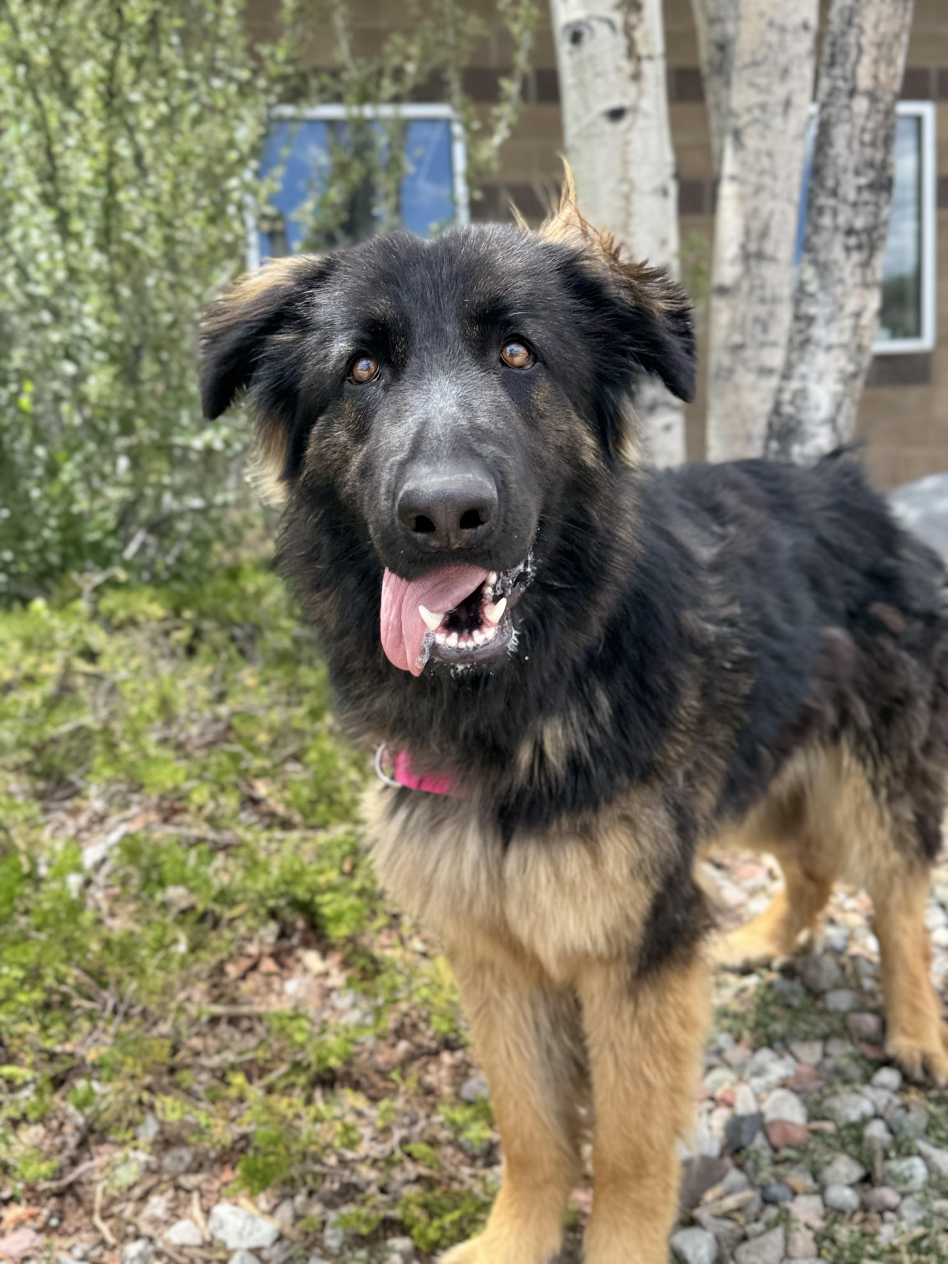 Mocha, ADOPTABLE, Young Female German Shepherd Dog & Mixed Breed.