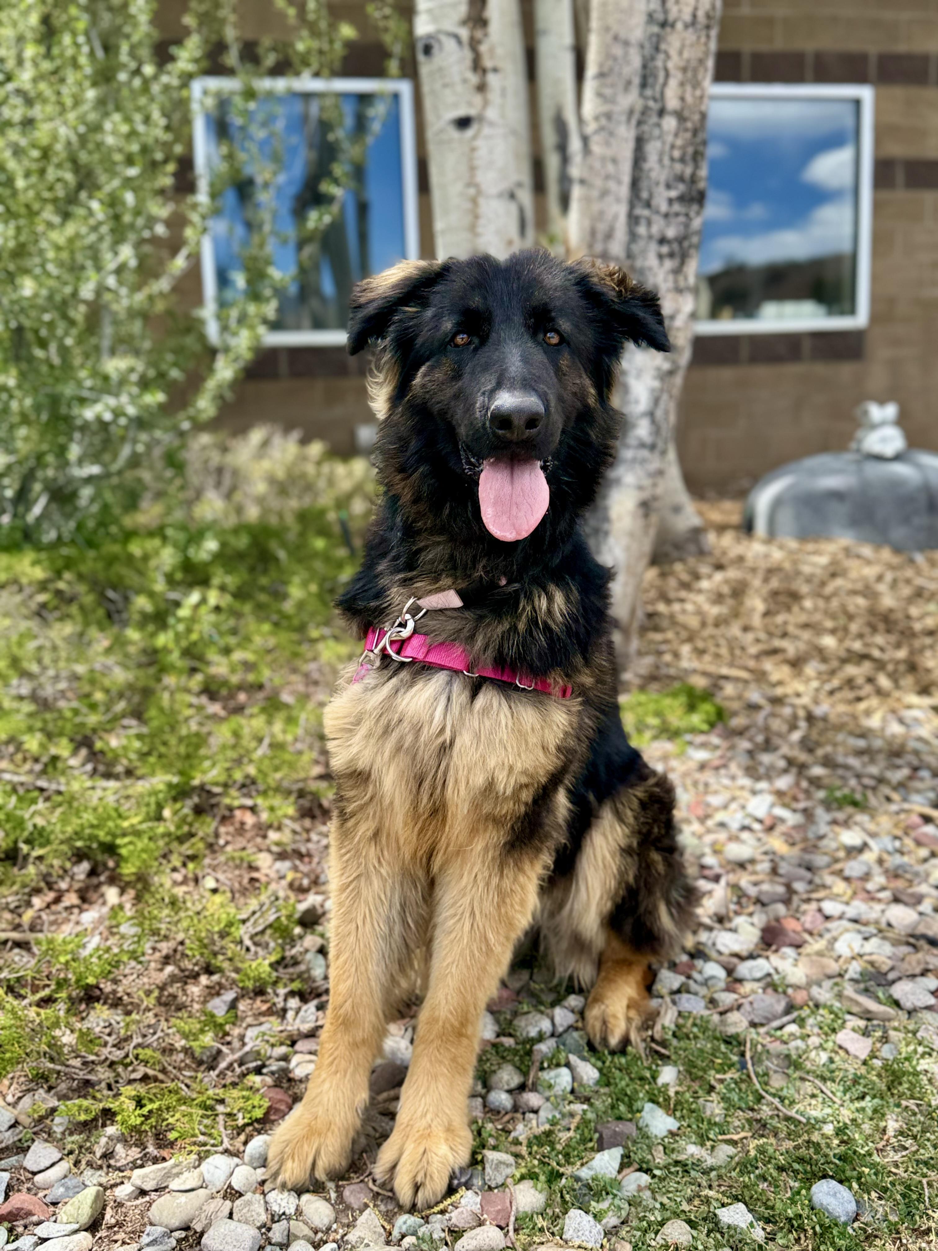 Mocha, a ADOPTABLE mixed breed in Eagle, CO image 2/5