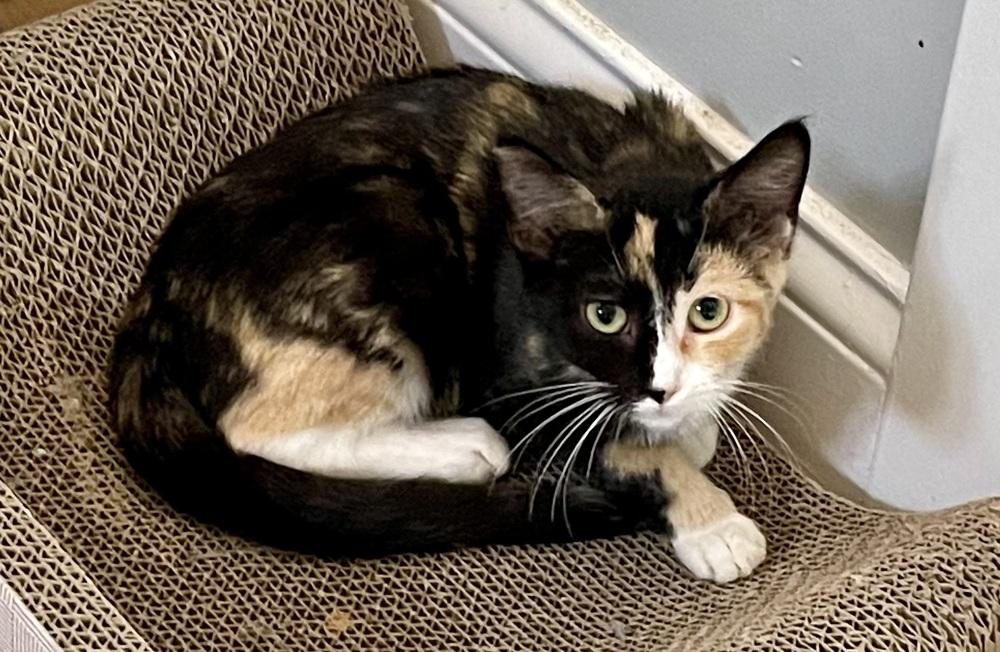 Enlarge Bell and Tinker Pair, a Adoptable Calico in Chicago, IL image 1/5