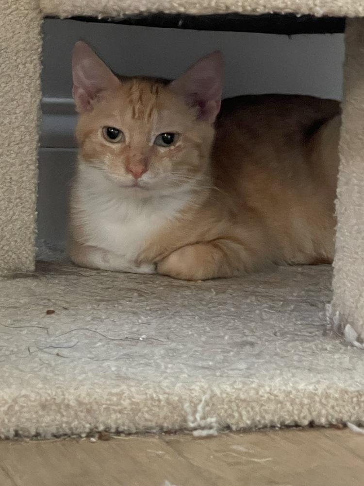 Enlarge Bell and Tinker Pair, a Adoptable Calico in Chicago, IL image 2/5