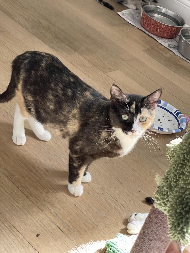 Enlarge Bell and Tinker Pair, a Adoptable Calico in Chicago, IL image 3/5
