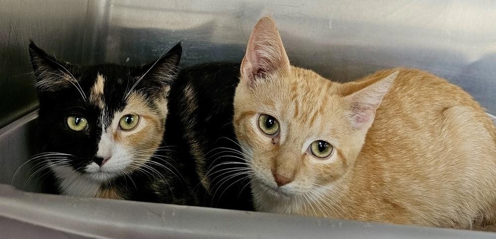 Enlarge Bell and Tinker Pair, a Adoptable Calico in Chicago, IL image 4/5