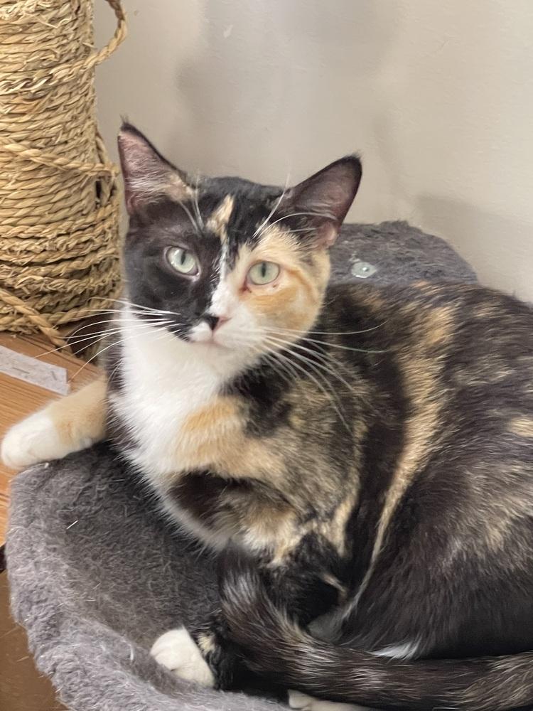 Enlarge Bell and Tinker Pair, a Adoptable Calico in Chicago, IL image 5/5
