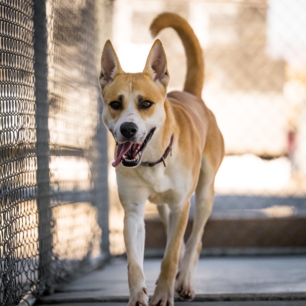 Icarus, Adoptable, Young Male Husky & Shepherd.
