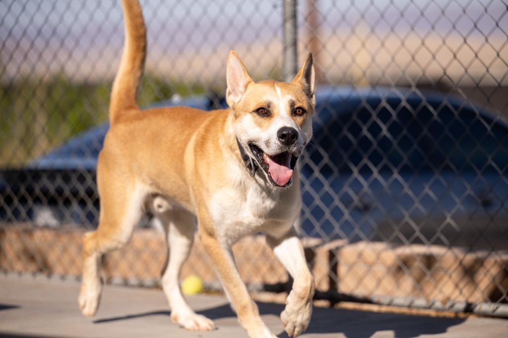 Enlarge Icarus, a Adoptable mixed breed in Twentynine Palms, CA image 2/5