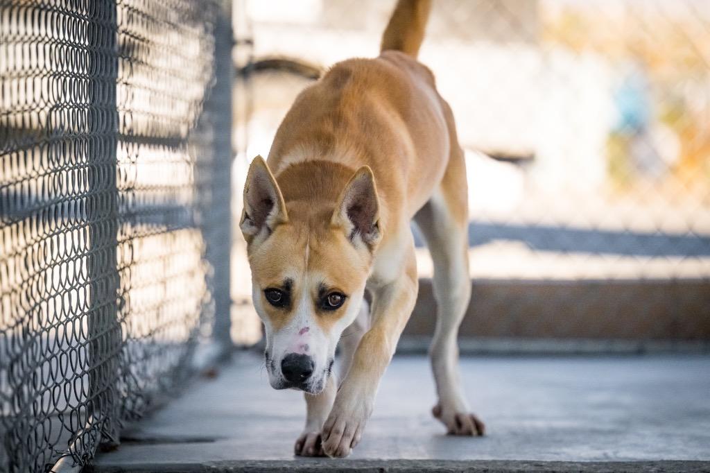Enlarge Icarus, a Adoptable mixed breed in Twentynine Palms, CA image 3/5