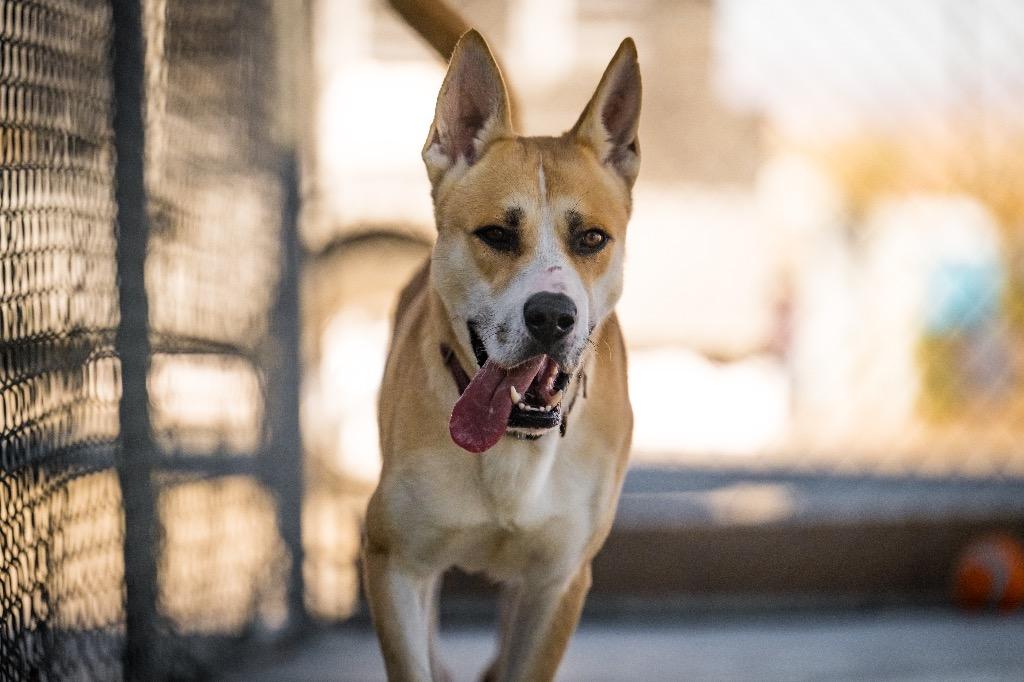 Enlarge Icarus, a Adoptable mixed breed in Twentynine Palms, CA image 4/5