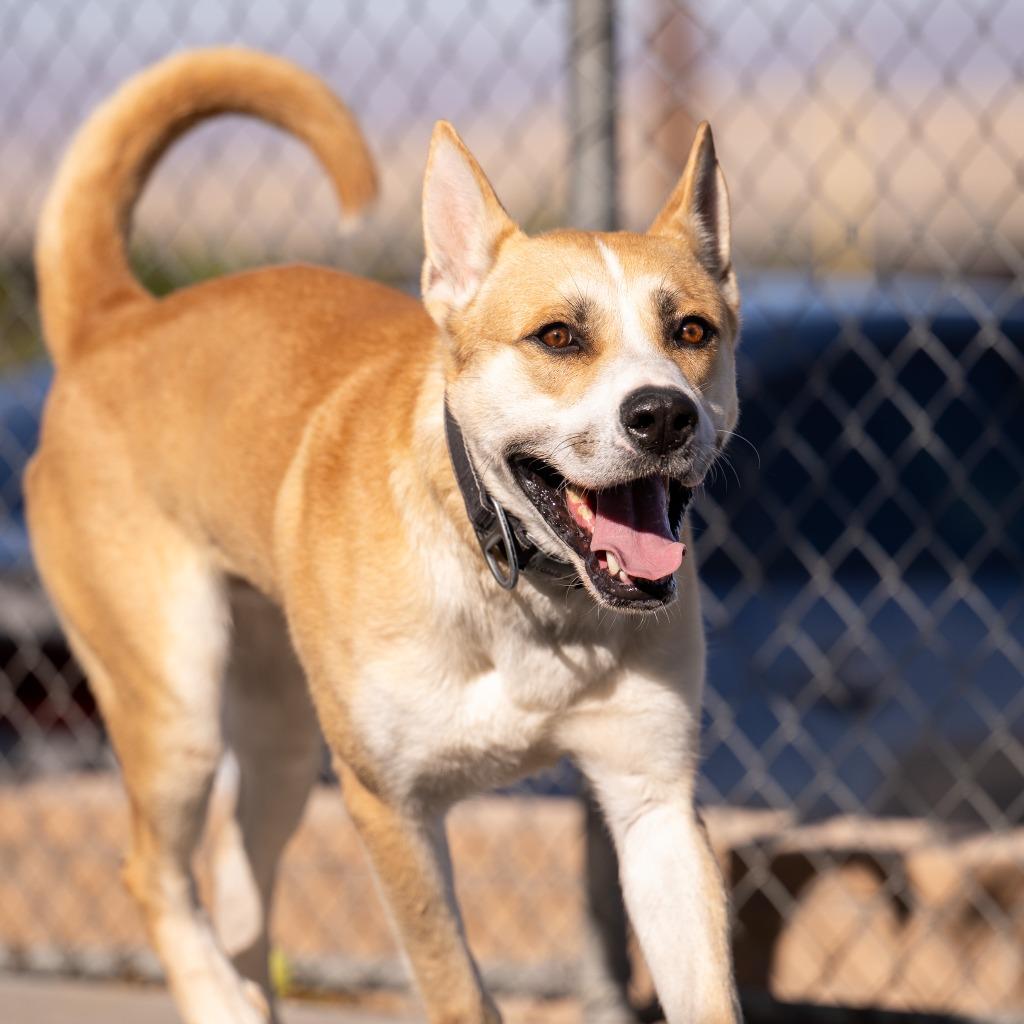 Enlarge Icarus, a Adoptable mixed breed in Twentynine Palms, CA image 4/5