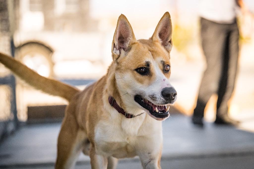 Enlarge Icarus, a Adoptable mixed breed in Twentynine Palms, CA image 4/5