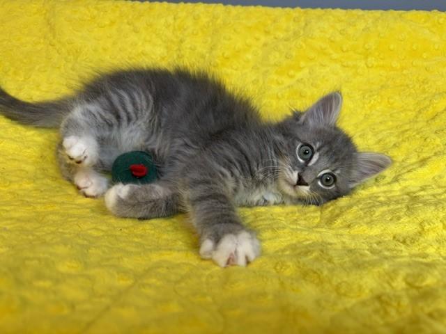 Enlarge Winter KIttens-Blizzard, an adoption pending Domestic Short Hair in Laurel, MD image 5/6