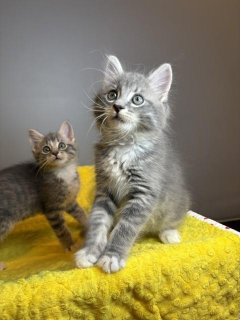 Enlarge Winter KIttens-Blizzard, an adoption pending Domestic Short Hair in Laurel, MD image 4/6