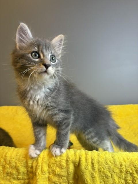 Enlarge Winter KIttens-Blizzard, an adoption pending Domestic Short Hair in Laurel, MD image 6/6