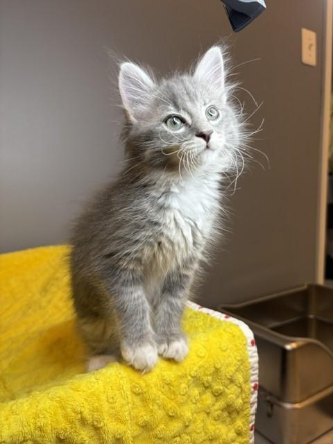 Enlarge Winter KIttens-Blizzard, an adoption pending Domestic Short Hair in Laurel, MD image 2/6