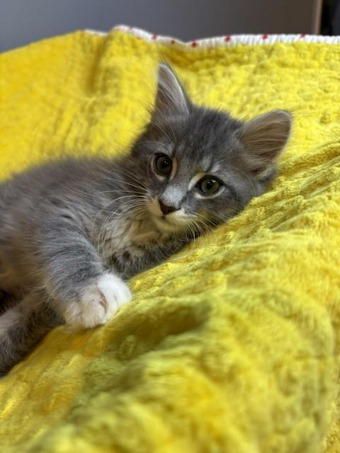 Enlarge Winter KIttens-Blizzard, an adoption pending Domestic Short Hair in Laurel, MD image 3/6