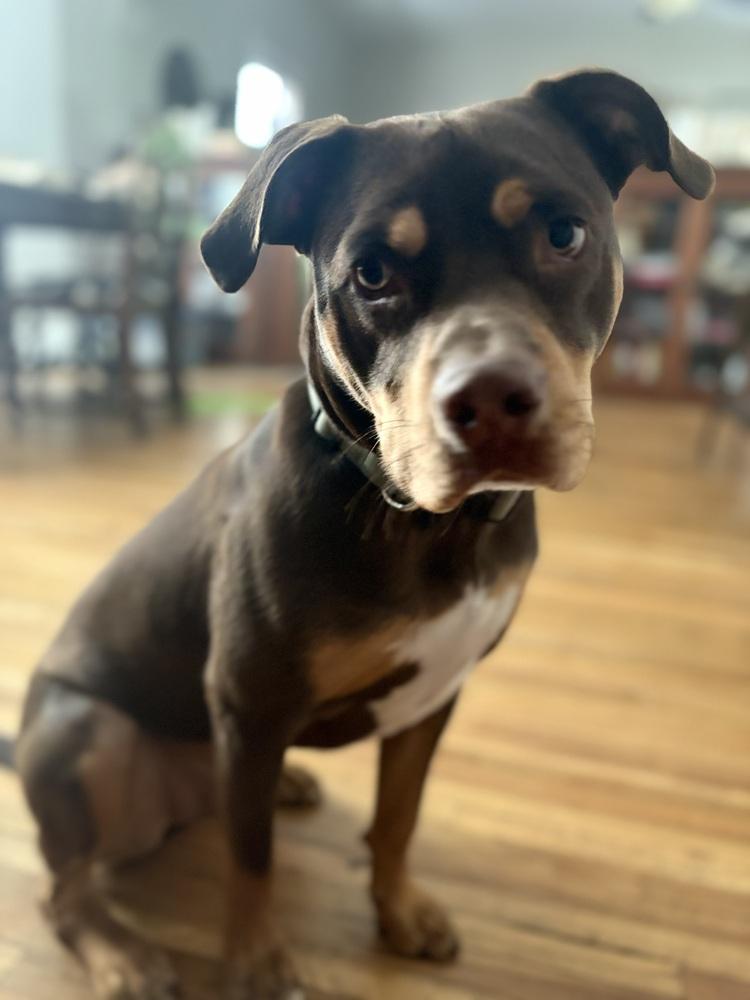 Gauthier / Rocky, a Adoptable mixed breed in Broomfield, CO image 2/4