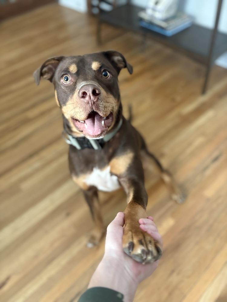 Gauthier / Rocky, a Adoptable mixed breed in Broomfield, CO image 4/4
