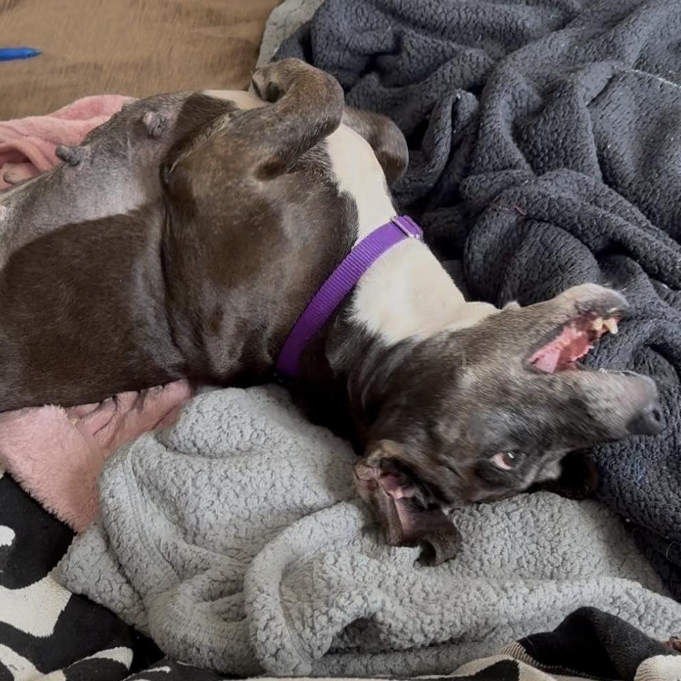 Evee, Adoptable, Senior Female Dachshund & Mixed Breed.