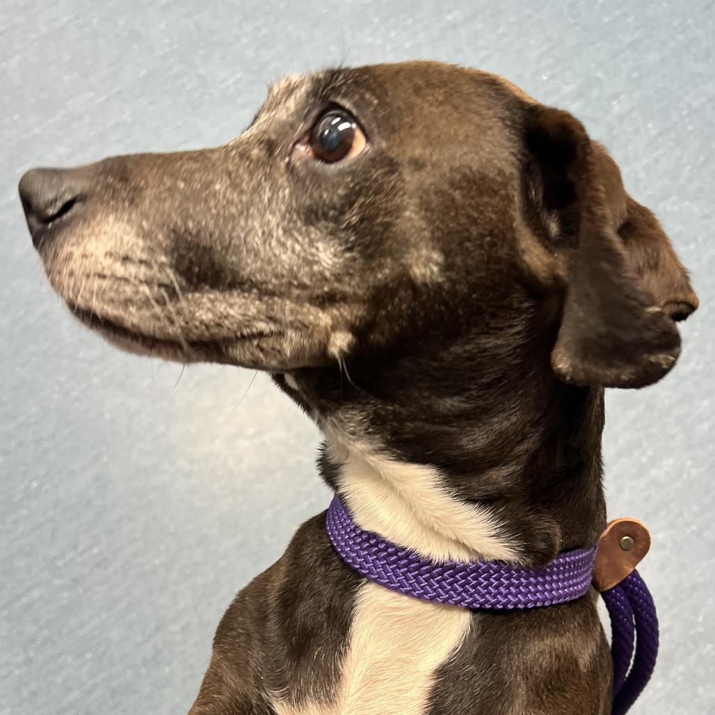 Enlarge Evee, a Adoptable mixed breed in Pittsburgh, PA image 2/6