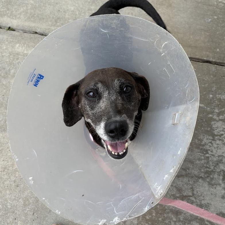 Enlarge Evee, a Adoptable mixed breed in Pittsburgh, PA image 5/6