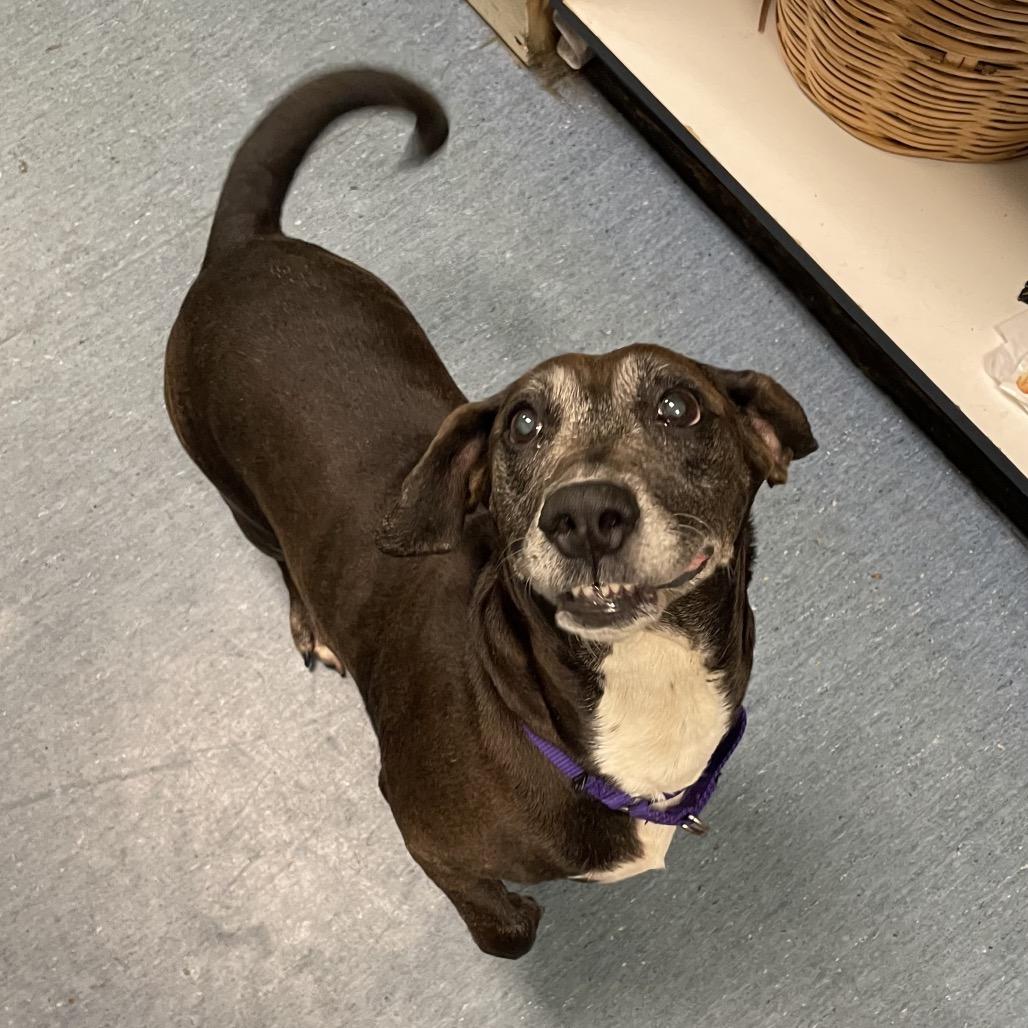 Enlarge Evee, a Adoptable mixed breed in Pittsburgh, PA image 6/6