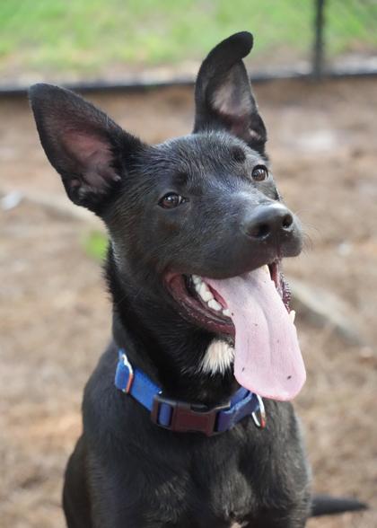Simon 63486, a Adoptable mixed breed in Aiken, SC image 1/3