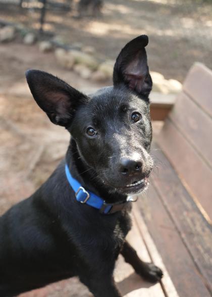 Simon 63486, a Adoptable mixed breed in Aiken, SC image 2/3
