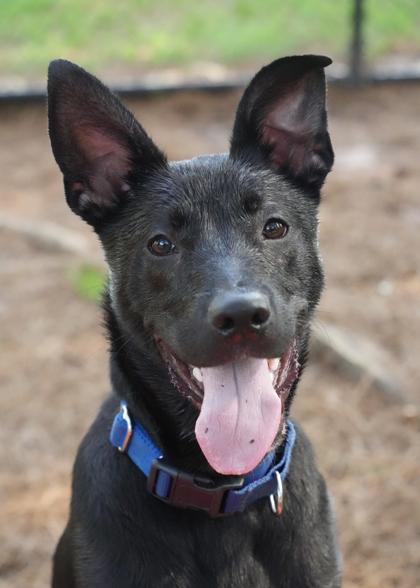 Simon 63486, a Adoptable mixed breed in Aiken, SC image 3/3