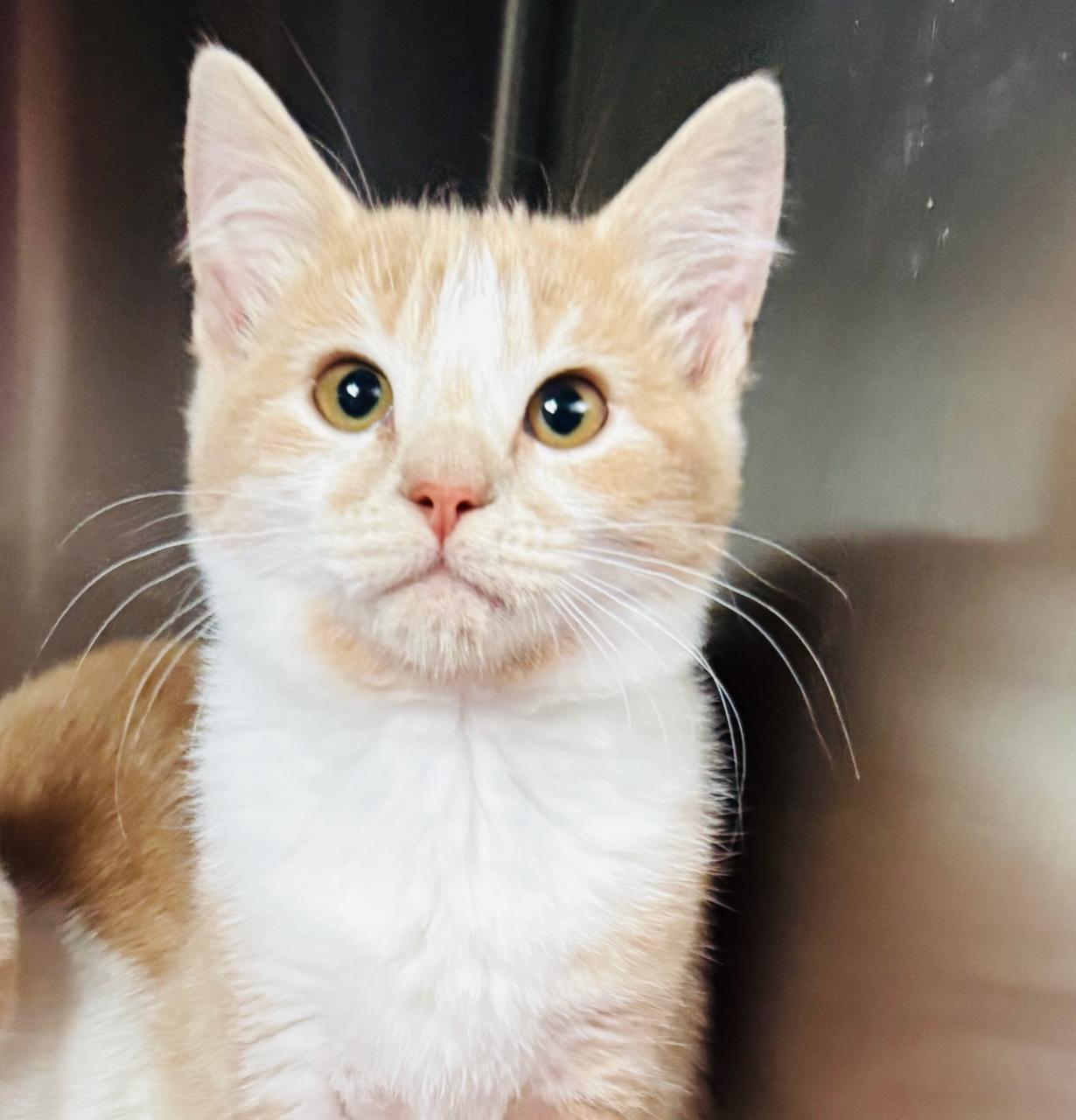 Iris, an adoptable Domestic Short Hair in St Stephen, NB, E3L 2X2 | Photo Image 1