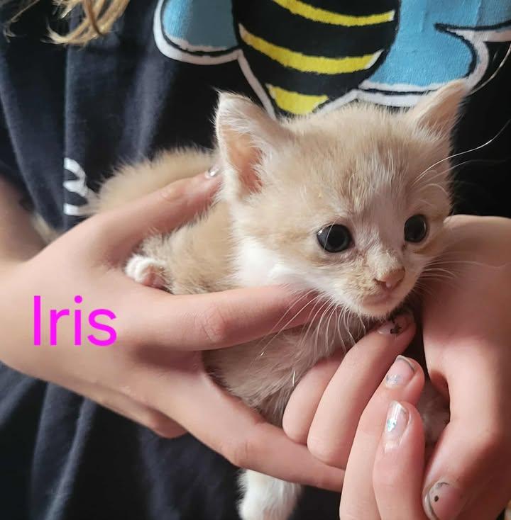 Iris, an adoptable Domestic Short Hair in St Stephen, NB, E3L 2X2 | Photo Image 2