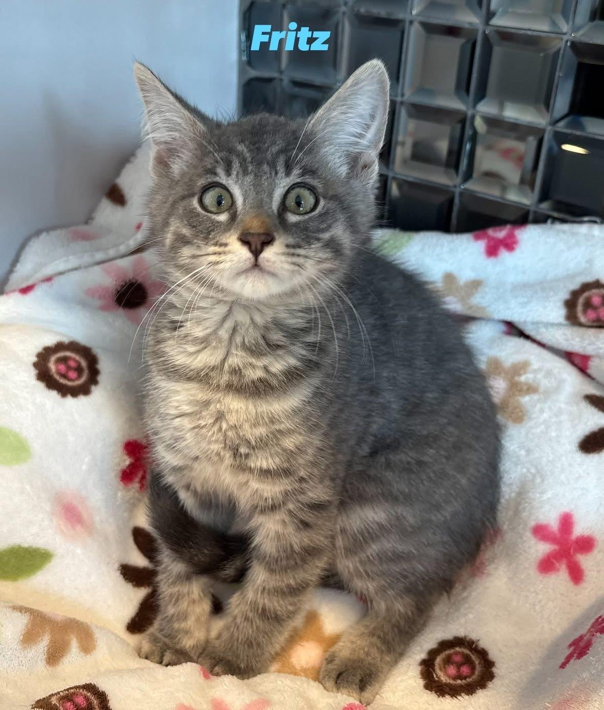 Fritz, Baby Male Domestic Medium Hair