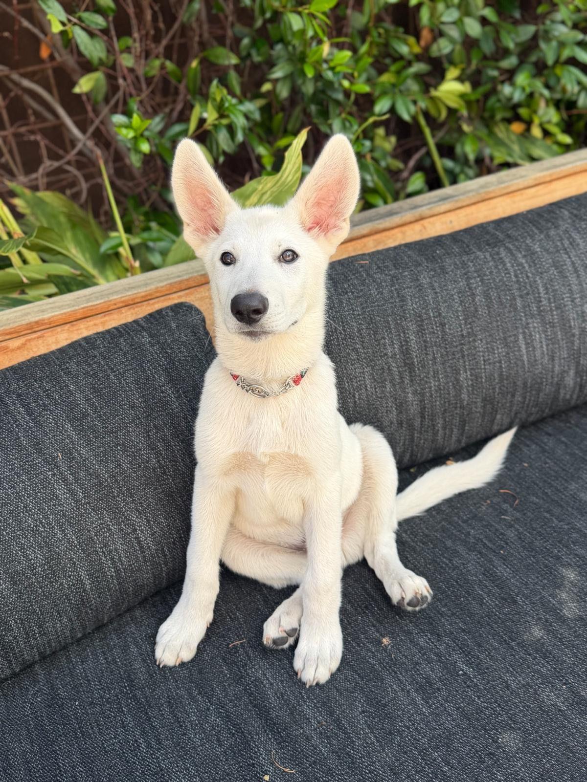 Goose, Adoptable, Puppy Male German Shepherd Dog.