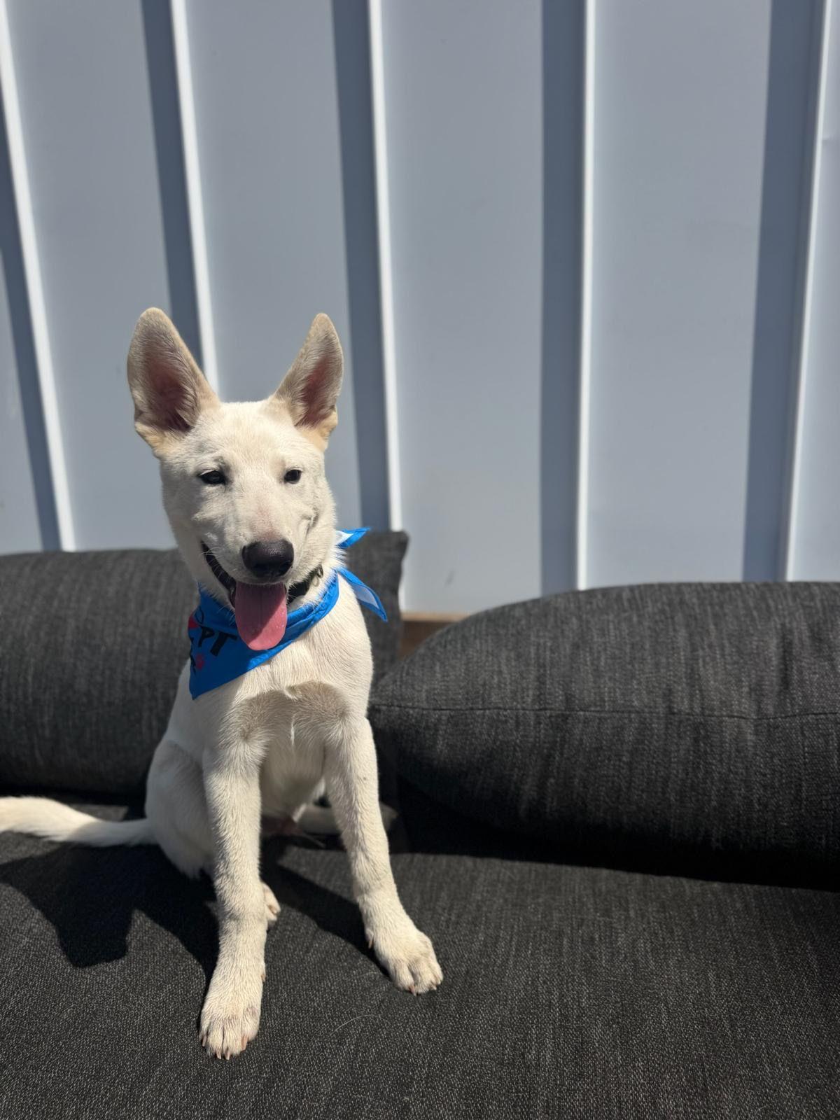 Enlarge Goose, a Adoptable German Shepherd Dog in Los Angeles, CA image 3/6