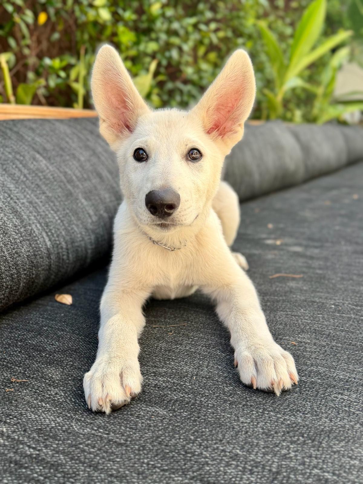 Enlarge Goose, a Adoptable German Shepherd Dog in Los Angeles, CA image 5/6