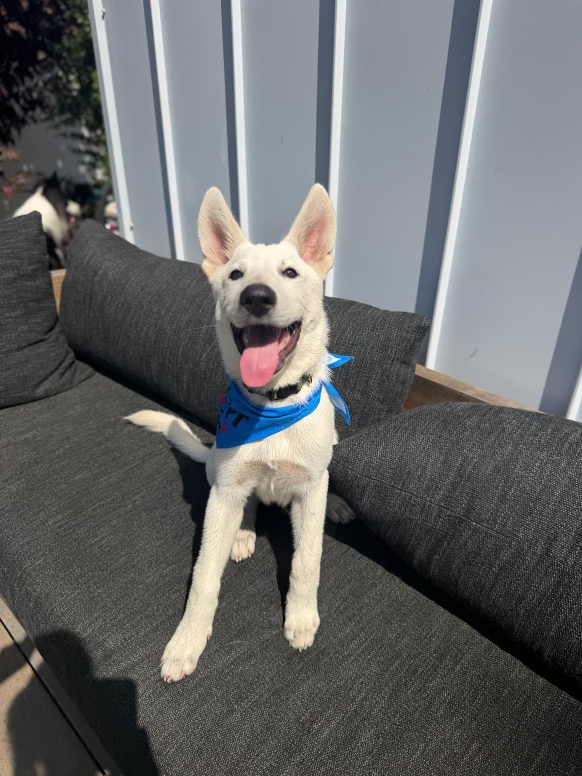 Enlarge Goose, a Adoptable German Shepherd Dog in Los Angeles, CA image 6/6