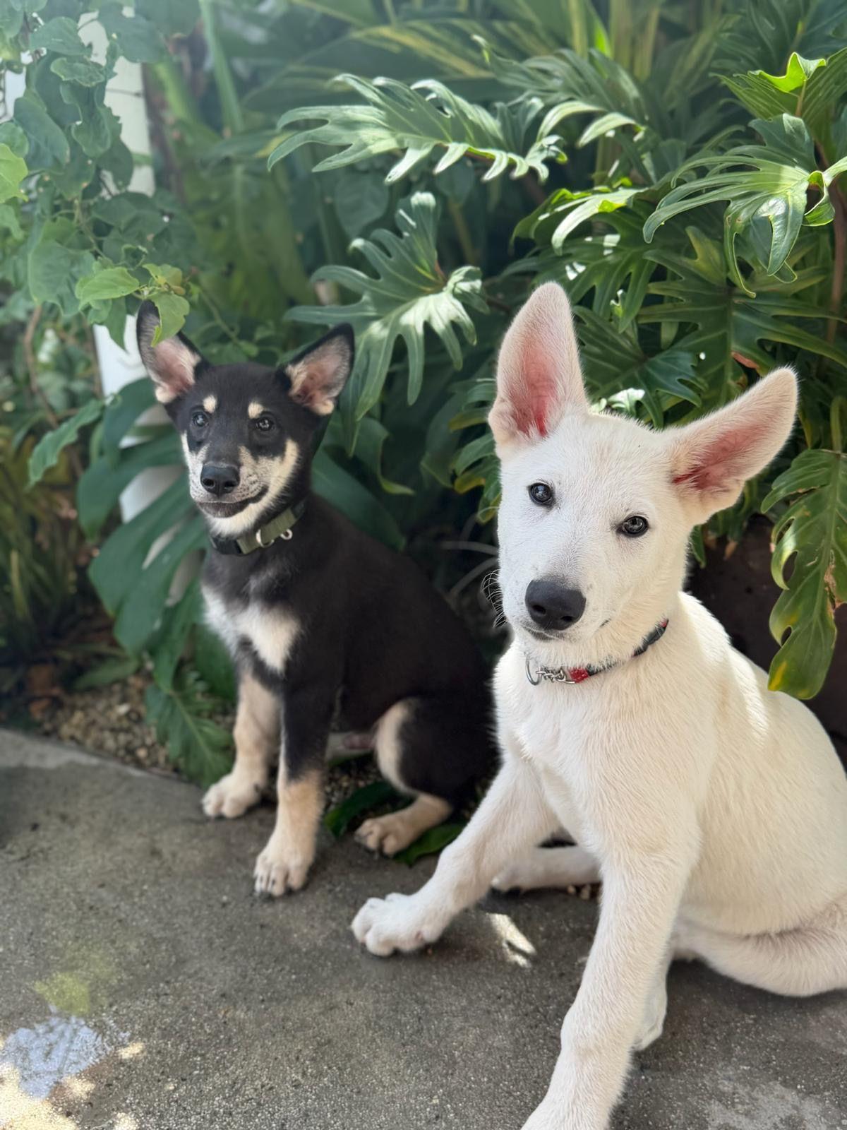 Enlarge Goose, a Adoptable German Shepherd Dog in Los Angeles, CA image 2/6