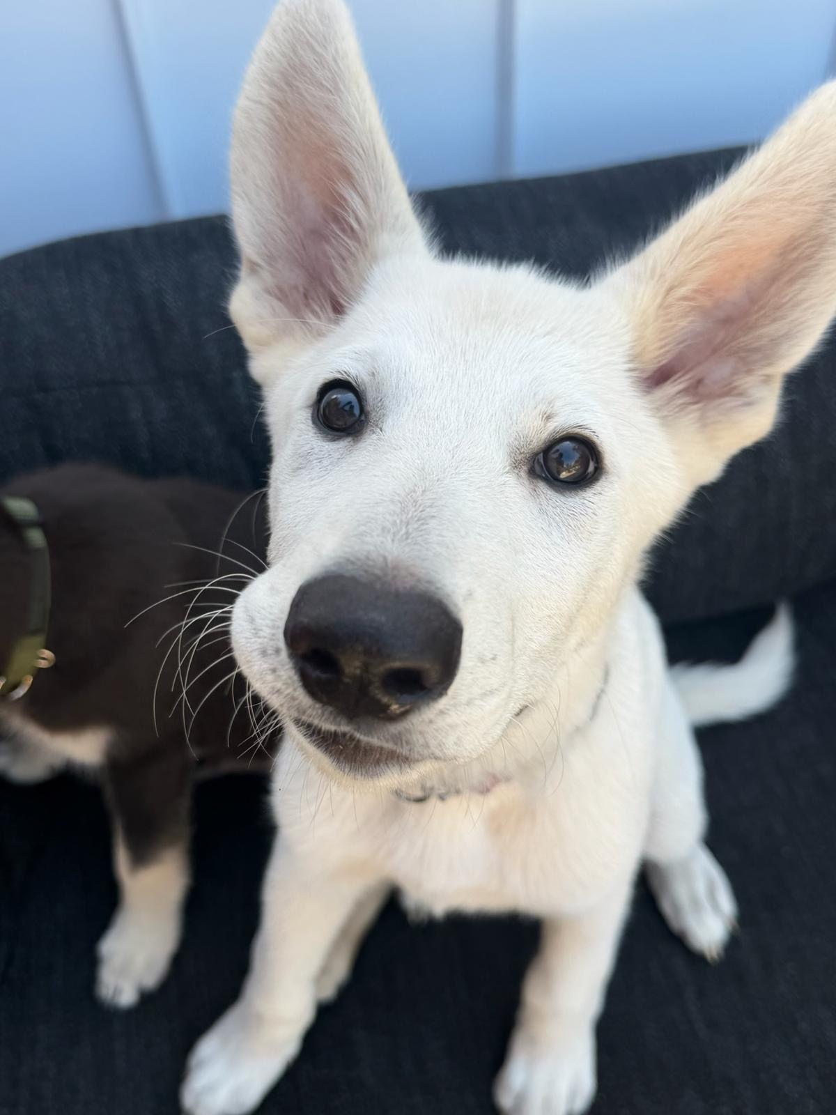 Enlarge Goose, a Adoptable German Shepherd Dog in Los Angeles, CA image 4/6