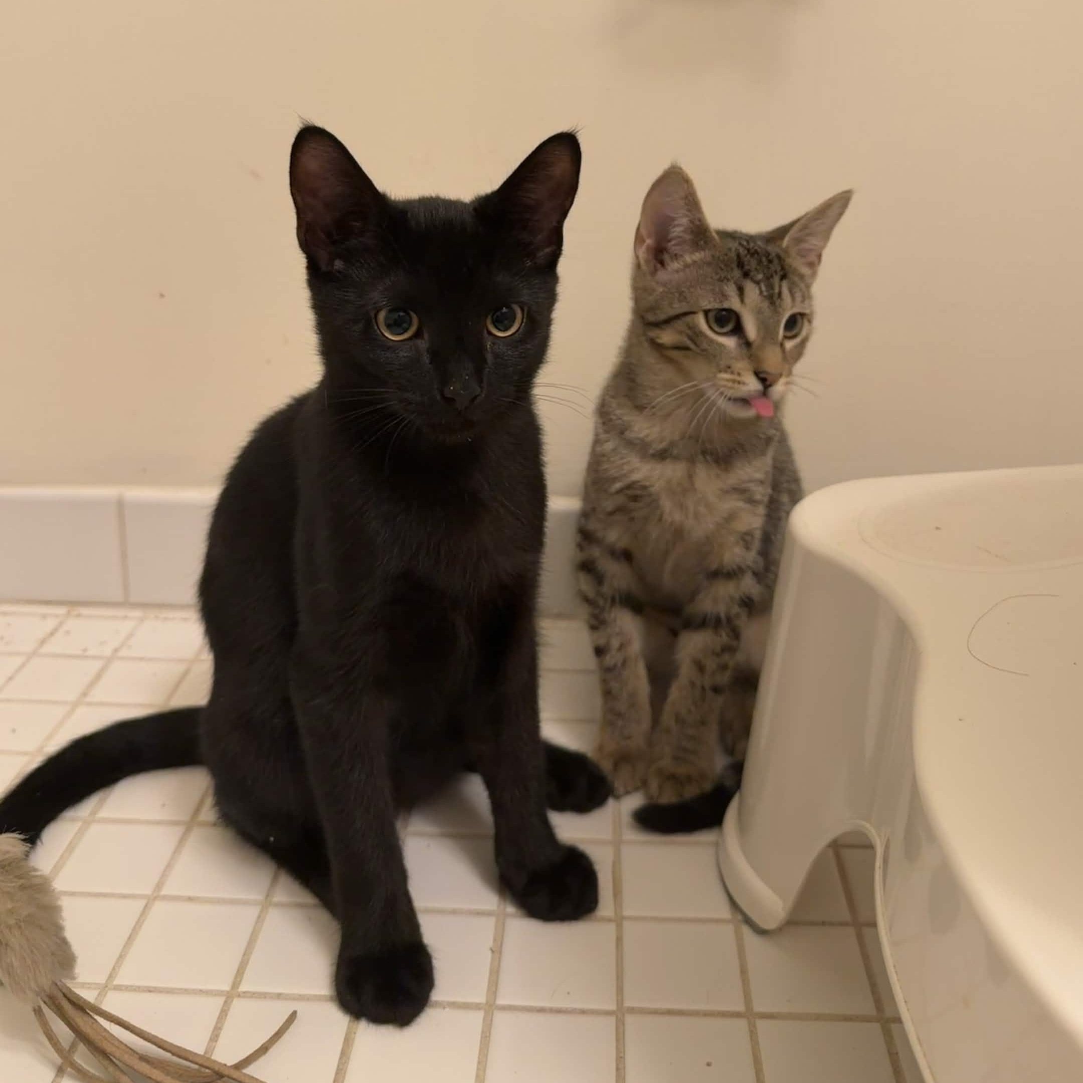 Espresso & Sprinkles, ADOPTABLE, Kitten Male Domestic Short Hair.