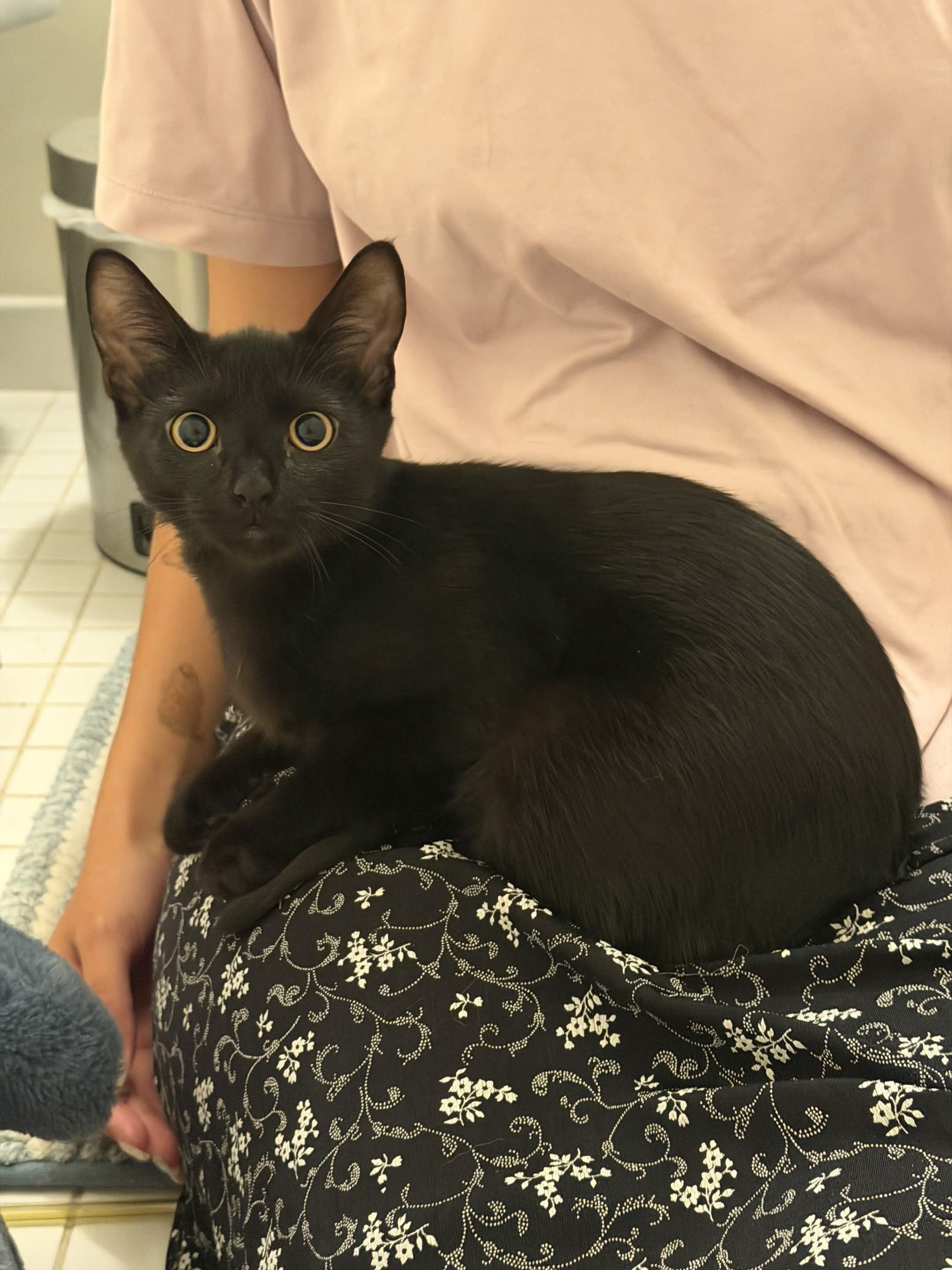 Espresso & Sprinkles, a ADOPTABLE Domestic Short Hair in Weehawken, NJ image 4/6