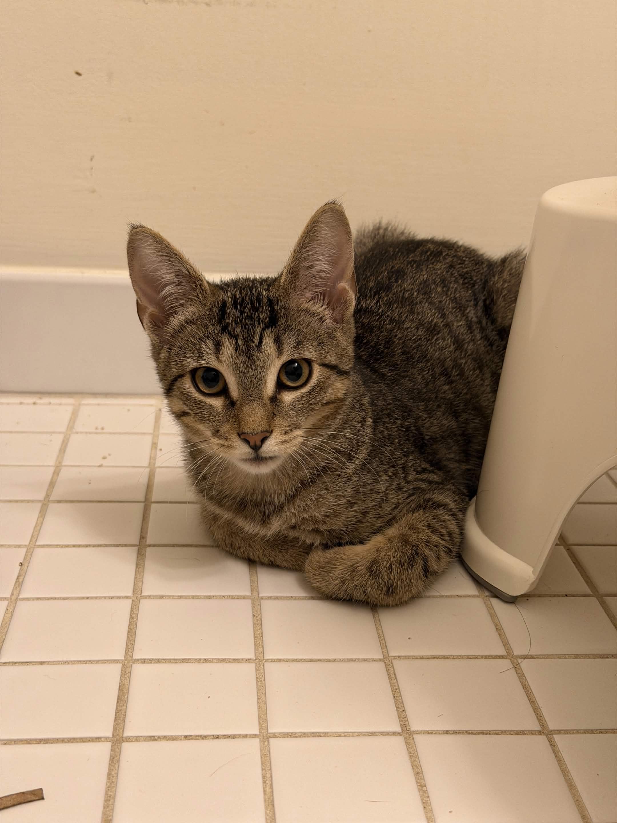 Espresso & Sprinkles, a ADOPTABLE Domestic Short Hair in Weehawken, NJ image 3/6