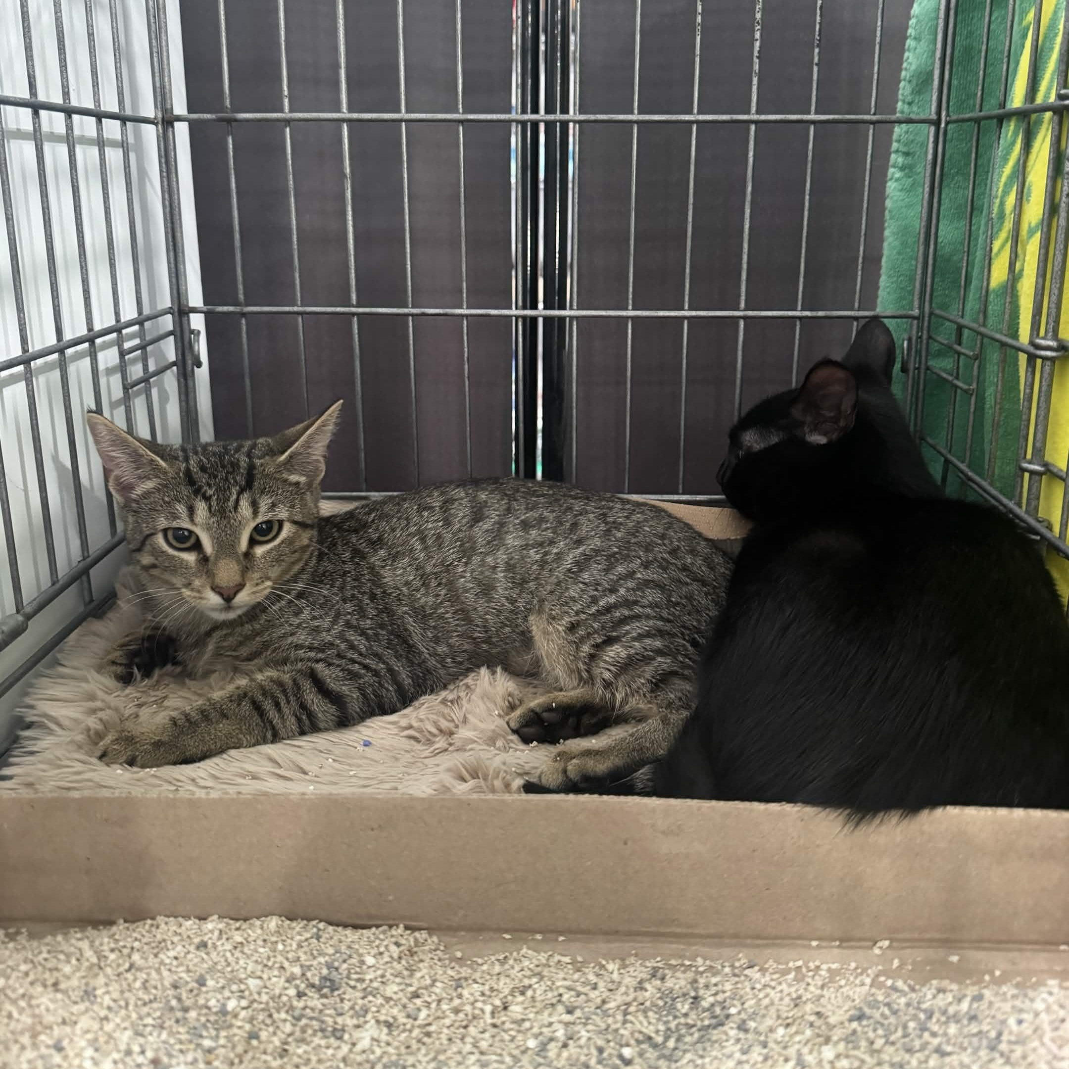Espresso & Sprinkles, a ADOPTABLE Domestic Short Hair in Weehawken, NJ image 2/6