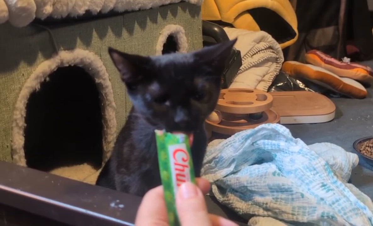 Enlarge Espresso & Sprinkles, a ADOPTABLE Domestic Short Hair in Weehawken, NJ video 5/6