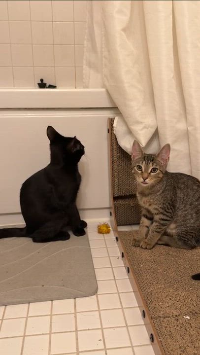 Enlarge Espresso & Sprinkles, a ADOPTABLE Domestic Short Hair in Weehawken, NJ video 6/6