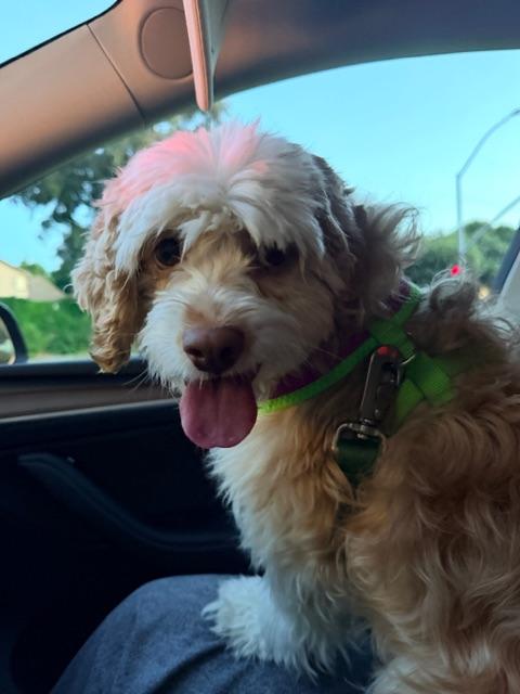 Lady, an adopted Cockapoo in clayton , CA image 4/6